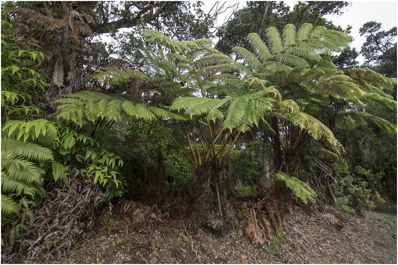 Hawaiʻi-Volcanoes-Nationalpark