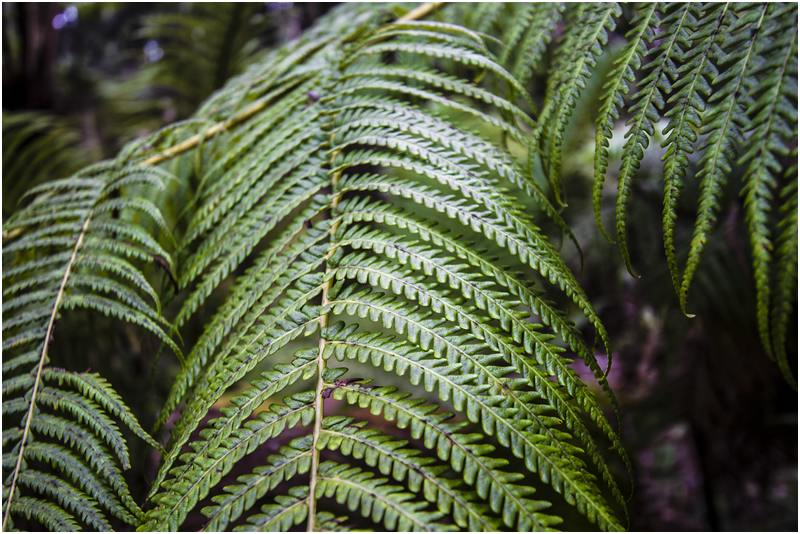 Hawaiʻi-Volcanoes-Nationalpark