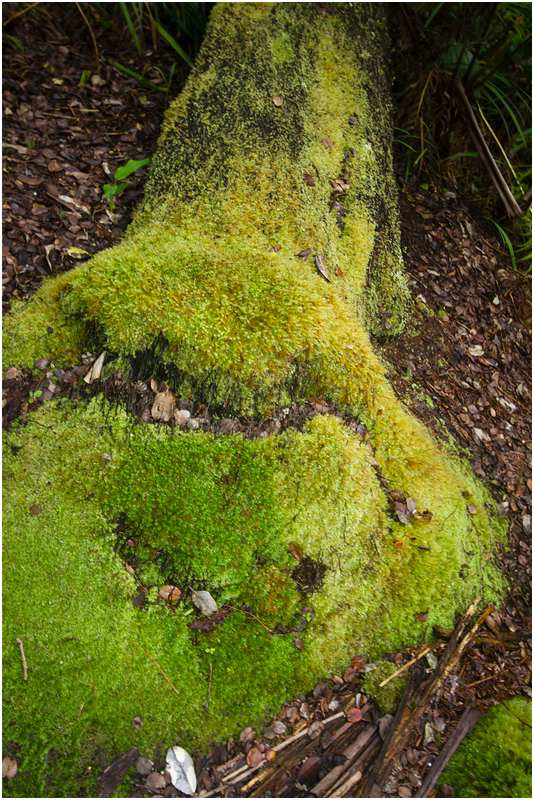 Hawaiʻi-Volcanoes-Nationalpark