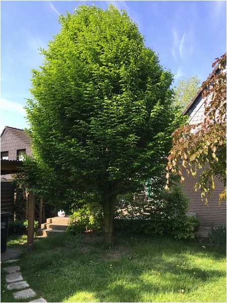 Bergflagge